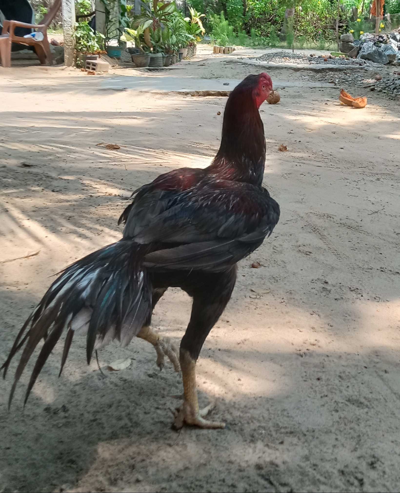 Velleriyan seval
