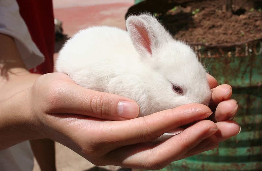 Rabbit