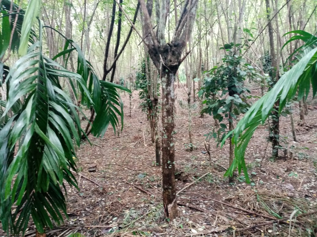 Valuable Investment form Badulla